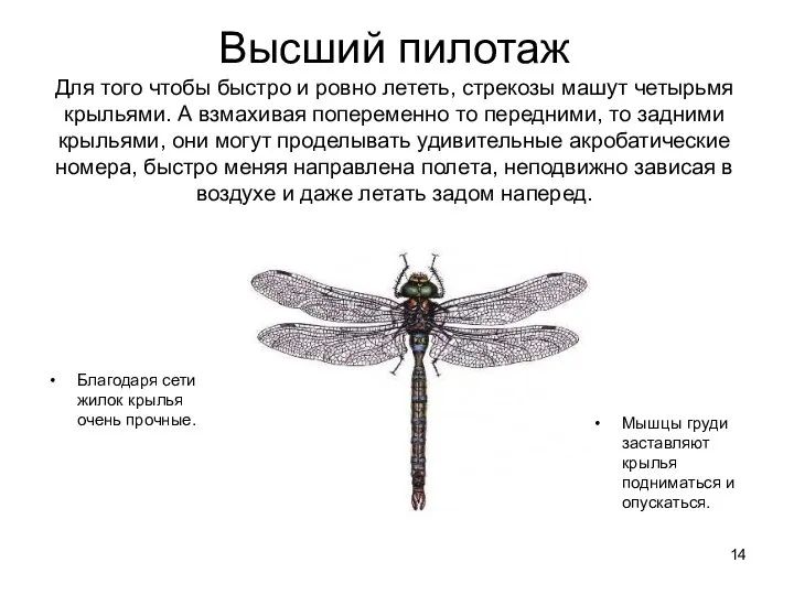 Высший пилотаж Для того чтобы быстро и ровно лететь, стрекозы машут