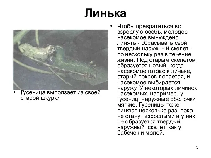 Линька Гусеница выползает из своей старой шкурки Чтобы превратиться во взрослую