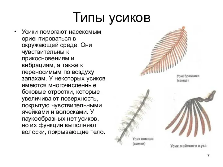 Типы усиков Усики помогают насекомым ориентироваться в окружающей среде. Они чувствительны