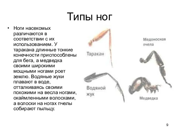 Типы ног Ноги насекомых различаются в соответствии с их использованием. У