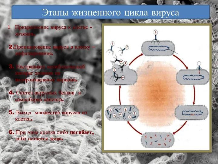Этапы жизненного цикла вируса Прикрепление вируса к клетке –хозяина. 2.Проникновение вируса