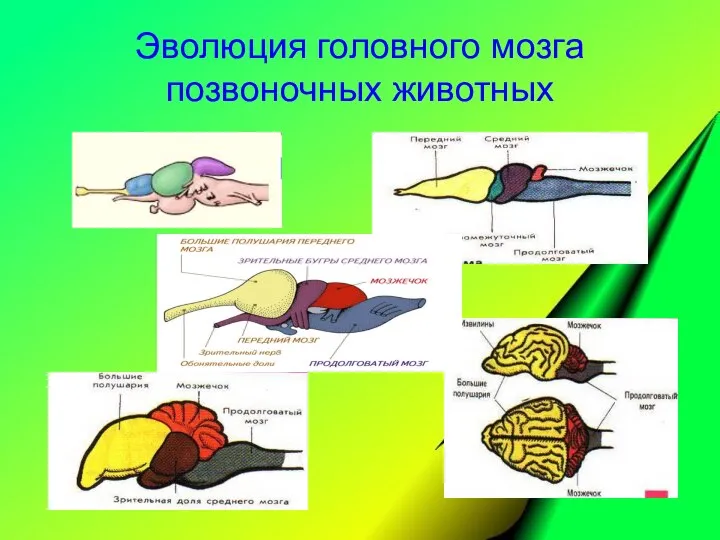 Эволюция головного мозга позвоночных животных