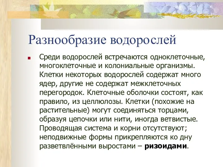 Разнообразие водорослей Среди водорослей встречаются одноклеточные, многоклеточные и колониальные организмы. Клетки