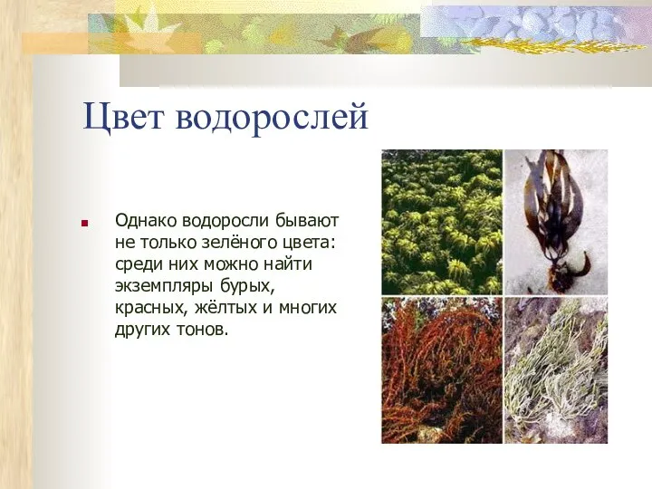 Цвет водорослей Однако водоросли бывают не только зелёного цвета: среди них