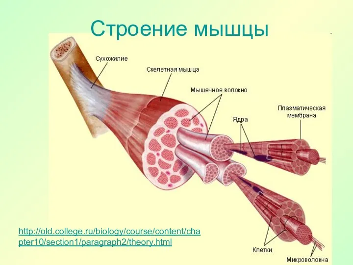 Строение мышцы http://old.college.ru/biology/course/content/chapter10/section1/paragraph2/theory.html