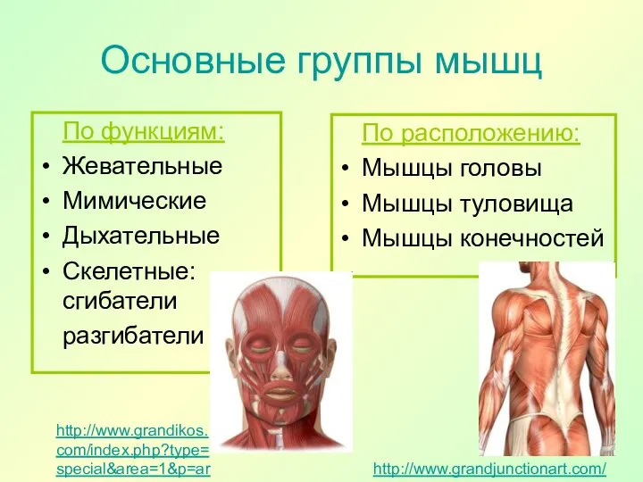 Основные группы мышц По функциям: Жевательные Мимические Дыхательные Скелетные: сгибатели разгибатели