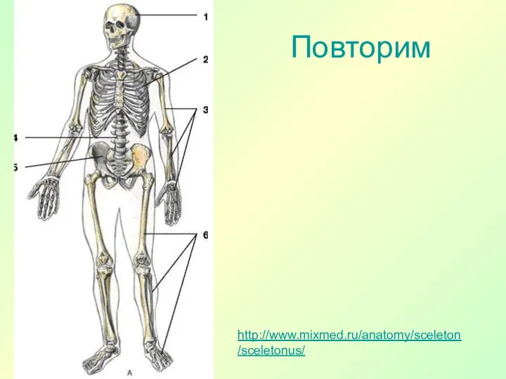 Повторим http://www.mixmed.ru/anatomy/sceleton/sceletonus/