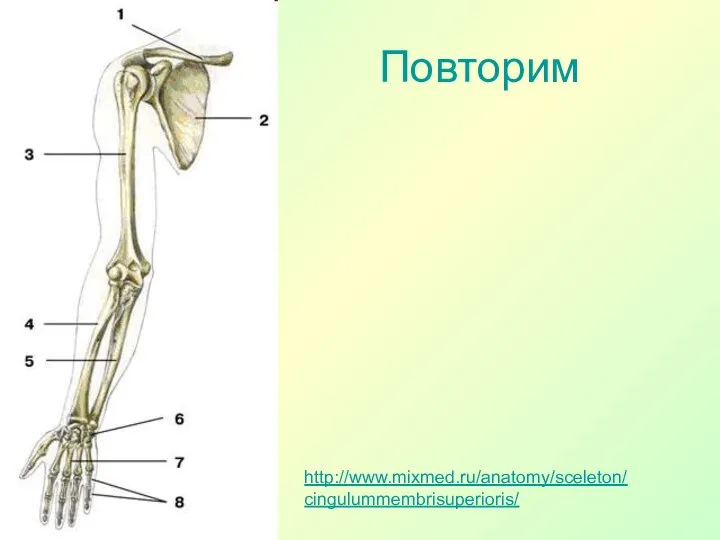 Повторим http://www.mixmed.ru/anatomy/sceleton/cingulummembrisuperioris/