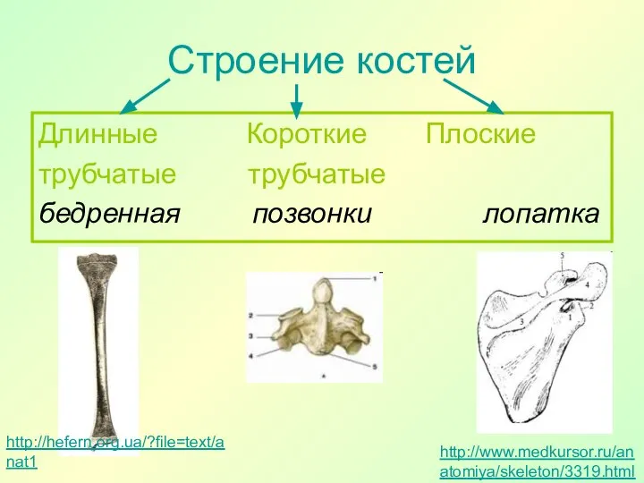 Строение костей Длинные Короткие Плоские трубчатые трубчатые бедренная позвонки лопатка http://hefern.org.ua/?file=text/anat1 http://www.medkursor.ru/anatomiya/skeleton/3319.html