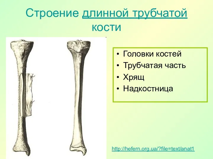 Строение длинной трубчатой кости Головки костей Трубчатая часть Хрящ Надкостница http://hefern.org.ua/?file=text/anat1