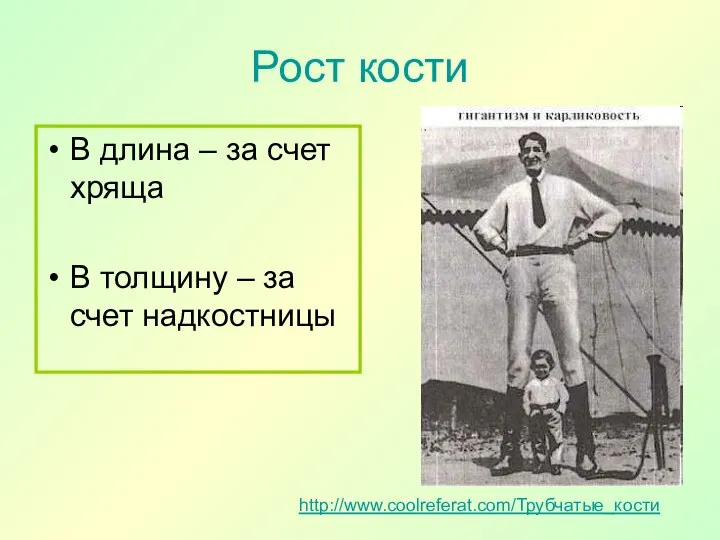 Рост кости В длина – за счет хряща В толщину – за счет надкостницы http://www.coolreferat.com/Трубчатые_кости