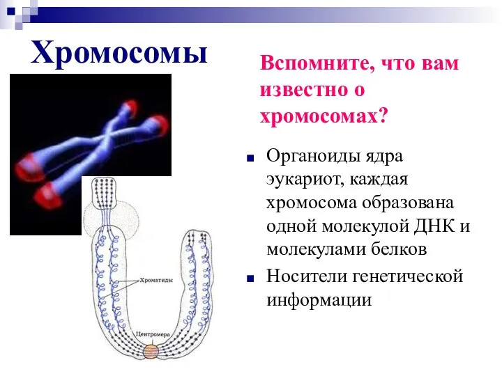 Хромосомы Органоиды ядра эукариот, каждая хромосома образована одной молекулой ДНК и
