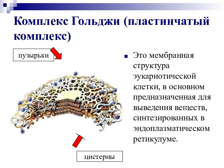 Комплекс Гольджи (пластинчатый комплекс) Это мембранная структура эукариотической клетки, в основном