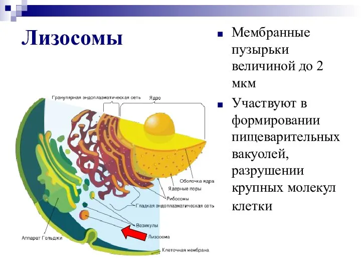 Лизосомы Мембранные пузырьки величиной до 2 мкм Участвуют в формировании пищеварительных вакуолей, разрушении крупных молекул клетки