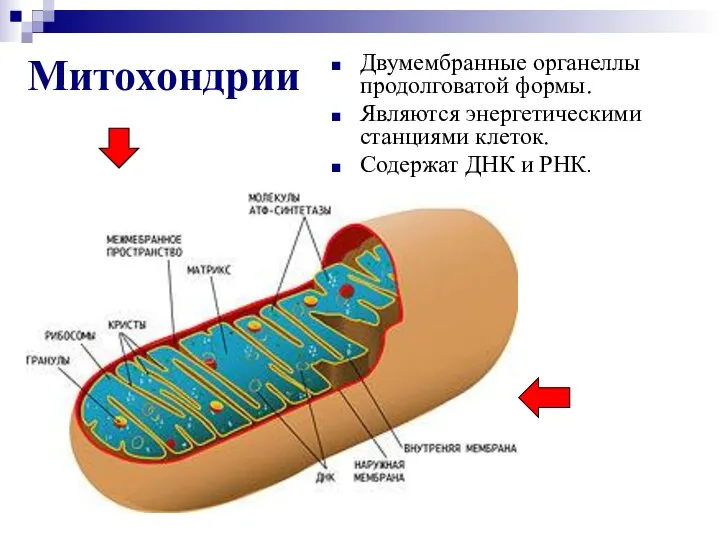 Митохондрии Двумембранные органеллы продолговатой формы. Являются энергетическими станциями клеток. Содержат ДНК и РНК.