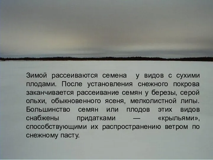 Зимой рассеиваются семена у видов с сухими плодами. После установления снежного