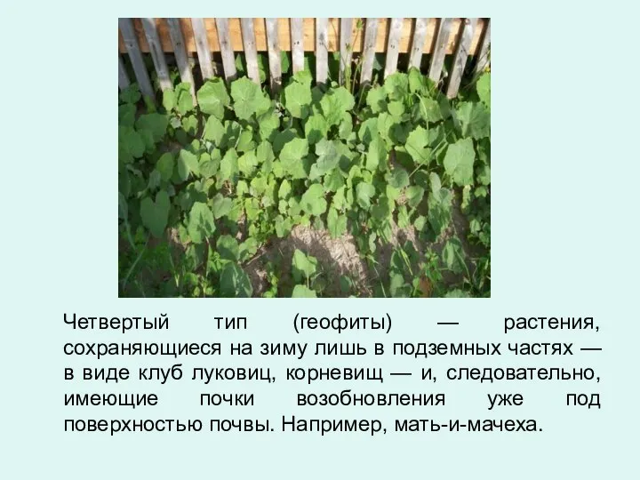 Четвертый тип (геофиты) — растения, сохраняющиеся на зиму лишь в подземных