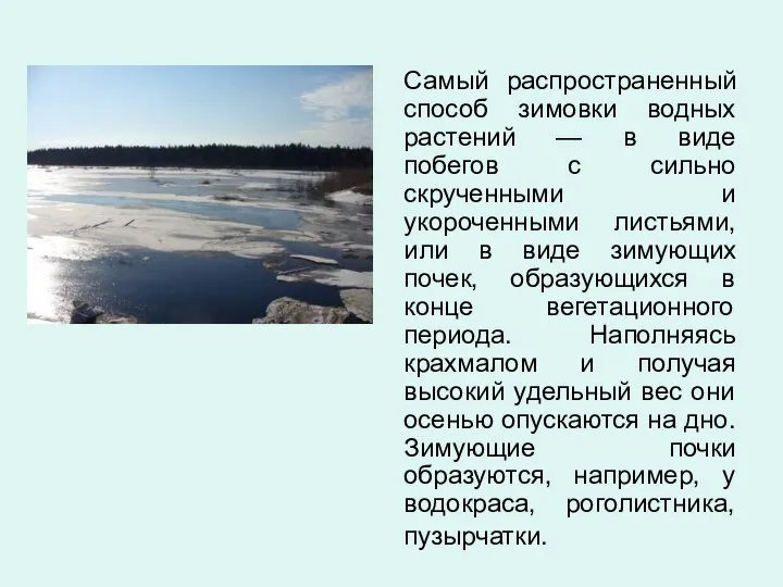 Самый распространенный способ зимовки водных растений — в виде побегов с