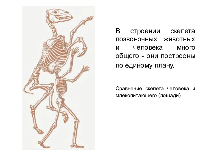 В строении скелета позвоночных животных и человека много общего - они