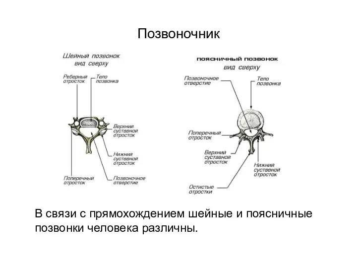 Позвоночник В связи с прямохождением шейные и поясничные позвонки человека различны.