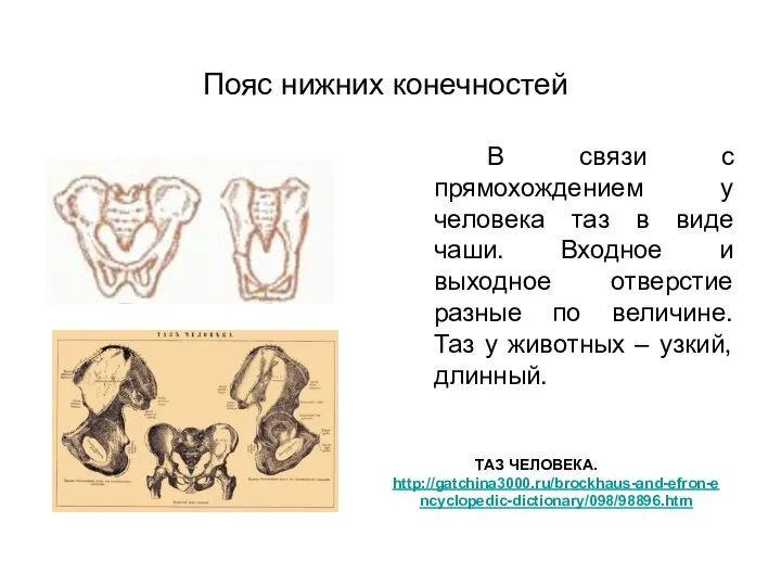 Пояс нижних конечностей В связи с прямохождением у человека таз в