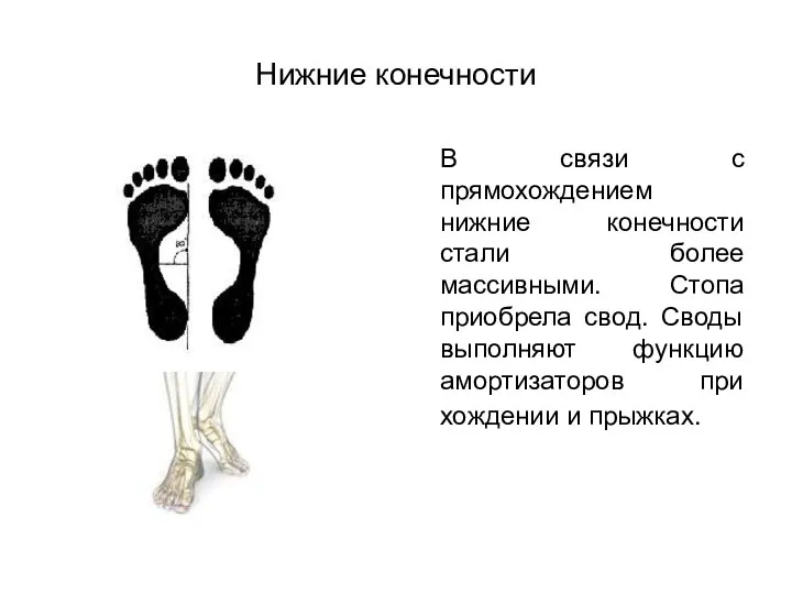 Нижние конечности В связи с прямохождением нижние конечности стали более массивными.