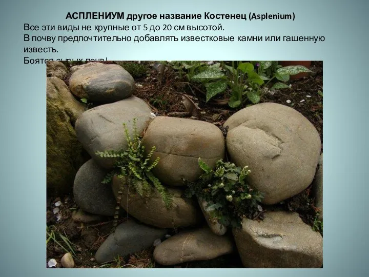 АСПЛЕНИУМ другое название Костенец (Asplenium) Все эти виды не крупные от