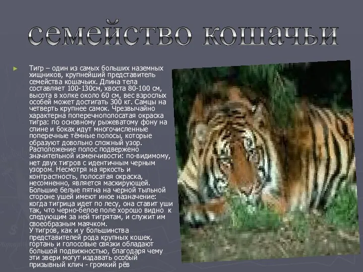 Тигр – один из самых больших наземных хищников, крупнейший представитель семейства