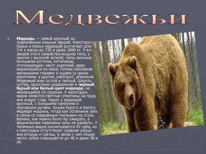 Медведь — самый крупный из современных хищных зверей. Некоторые из бурых
