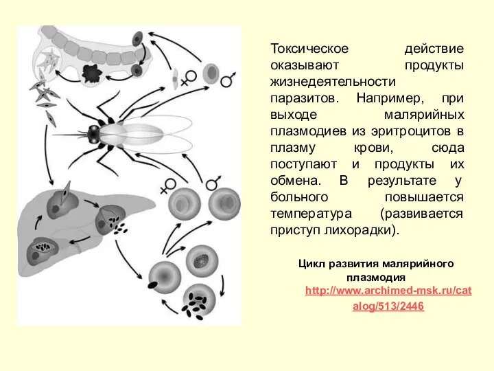 Токсическое действие оказывают продукты жизнедеятельности паразитов. Например, при выходе малярийных плазмодиев