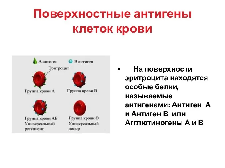 Поверхностные антигены клеток крови На поверхности эритроцита находятся особые белки, называемые