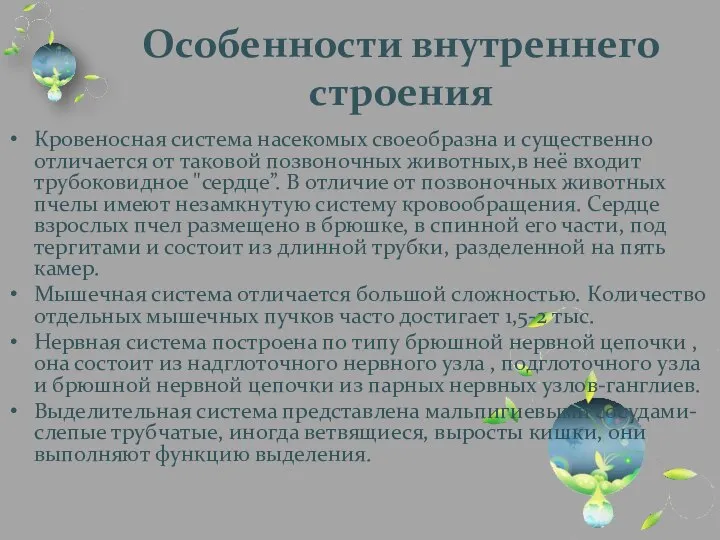 Особенности внутреннего строения Кровеносная система насекомых своеобразна и существенно отличается от