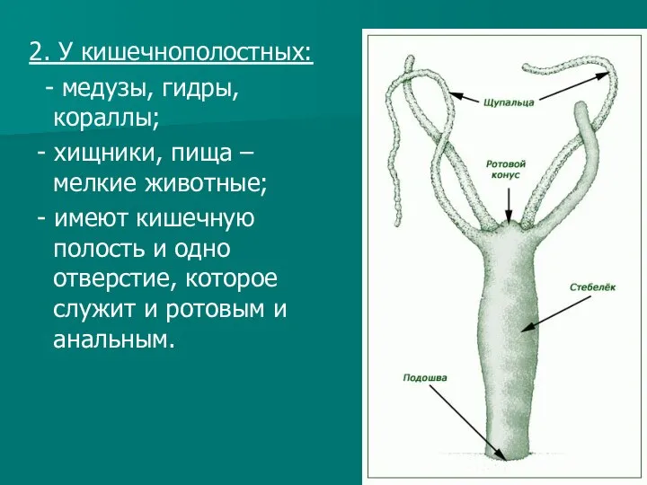 2. У кишечнополостных: - медузы, гидры, кораллы; - хищники, пища –