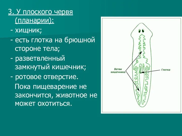 3. У плоского червя (планарии): - хищник; - есть глотка на