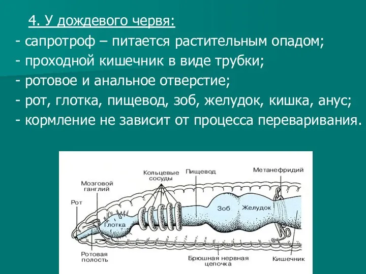 4. У дождевого червя: - сапротроф – питается растительным опадом; -