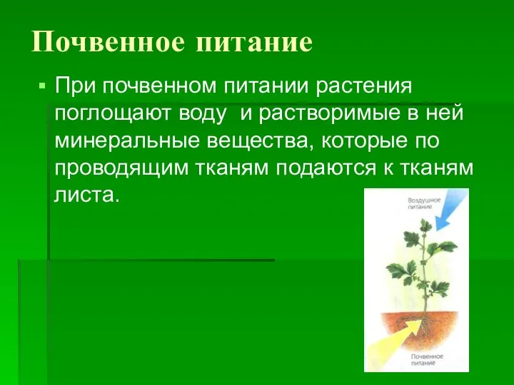 Почвенное питание При почвенном питании растения поглощают воду и растворимые в