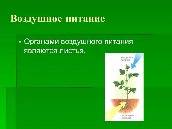 Воздушное питание Органами воздушного питания являются листья.