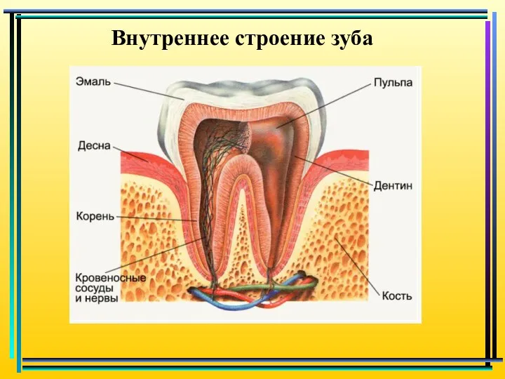 Внутреннее строение зуба