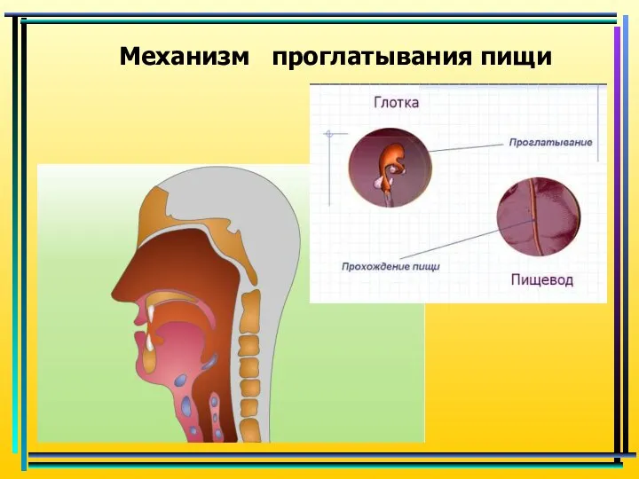 Механизм проглатывания пищи