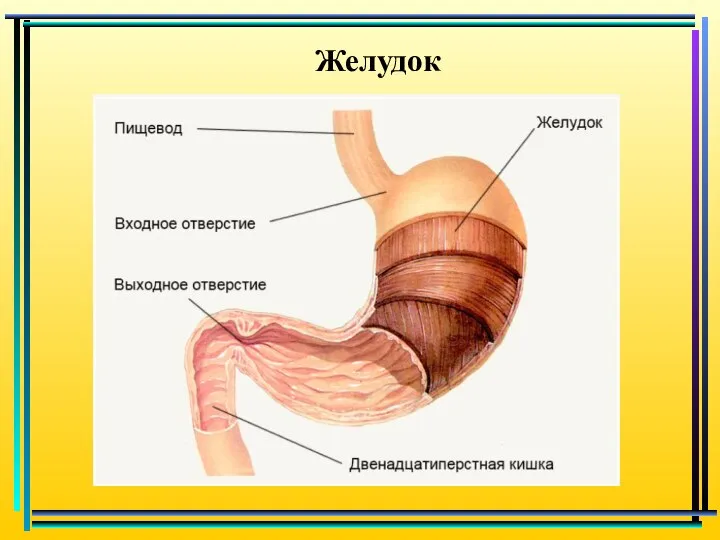 Желудок