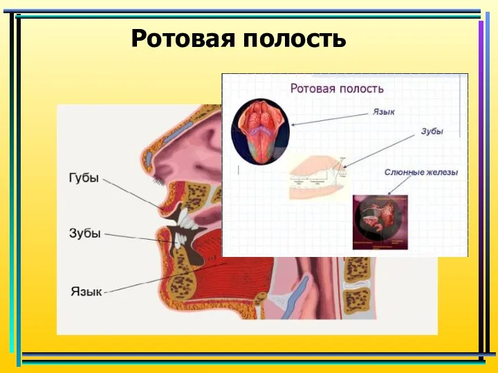 Ротовая полость