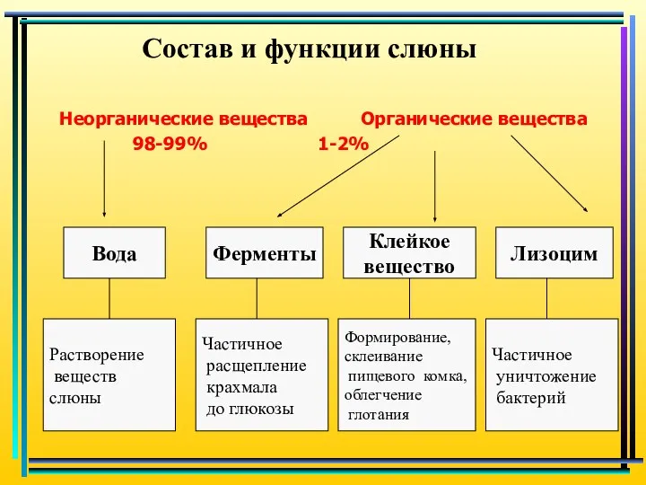 Состав и функции слюны Неорганические вещества Органические вещества 98-99% 1-2% Вода