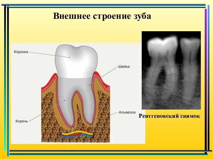 Внешнее строение зуба Рентгеновский снимок