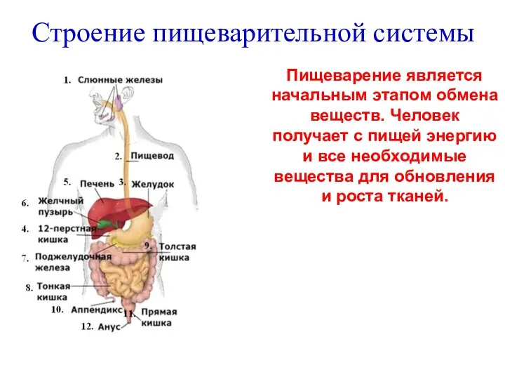 Строение пищеварительной системы 1 Пищеварение является начальным этапом обмена веществ. Человек