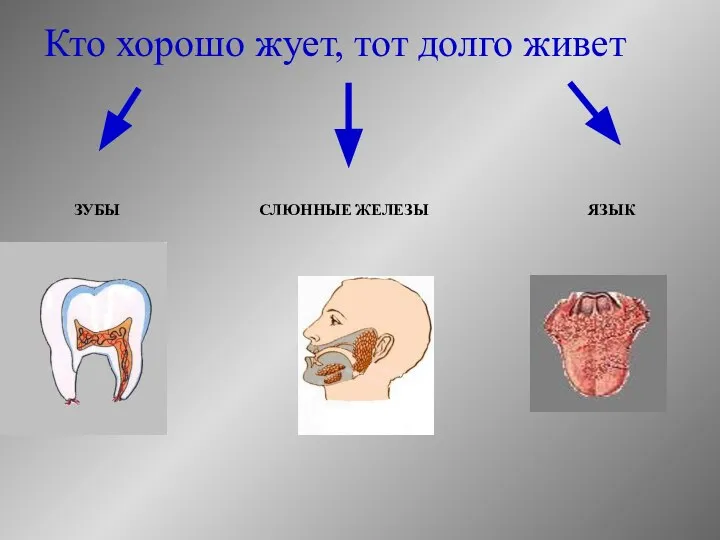 Кто хорошо жует, тот долго живет ЗУБЫ СЛЮННЫЕ ЖЕЛЕЗЫ ЯЗЫК