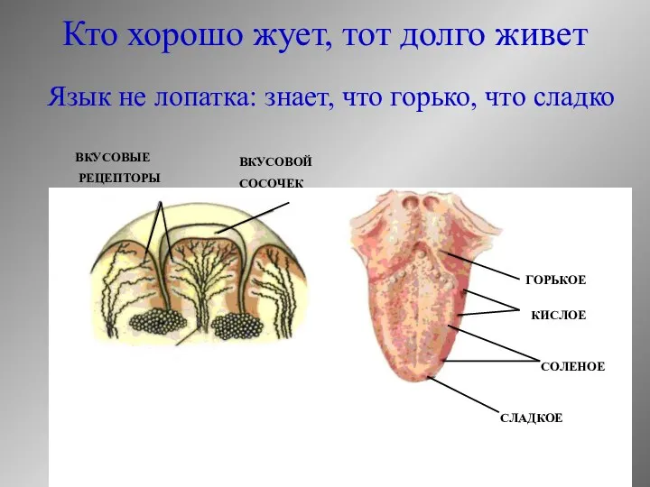 Кто хорошо жует, тот долго живет ГОРЬКОЕ КИСЛОЕ СОЛЕНОЕ СЛАДКОЕ ВКУСОВОЙ