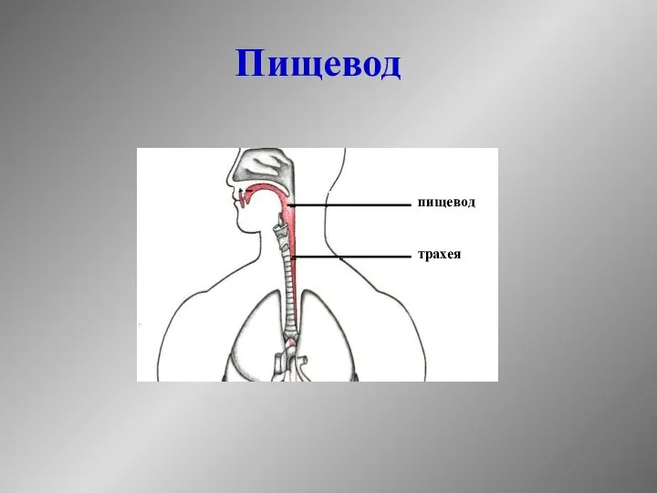 Пищевод