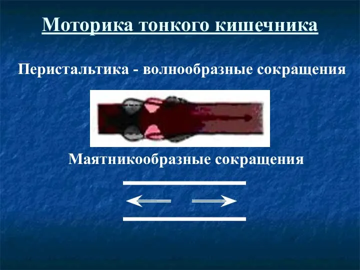 Моторика тонкого кишечника Перистальтика - волнообразные сокращения Маятникообразные сокращения