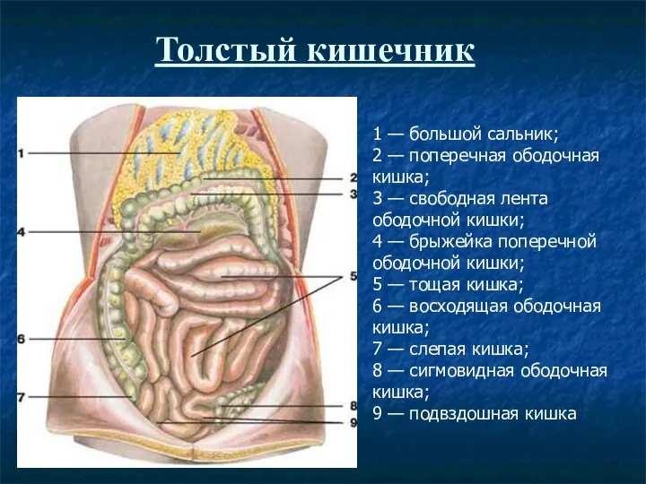 Толстый кишечник 1 — большой сальник; 2 — поперечная ободочная кишка;