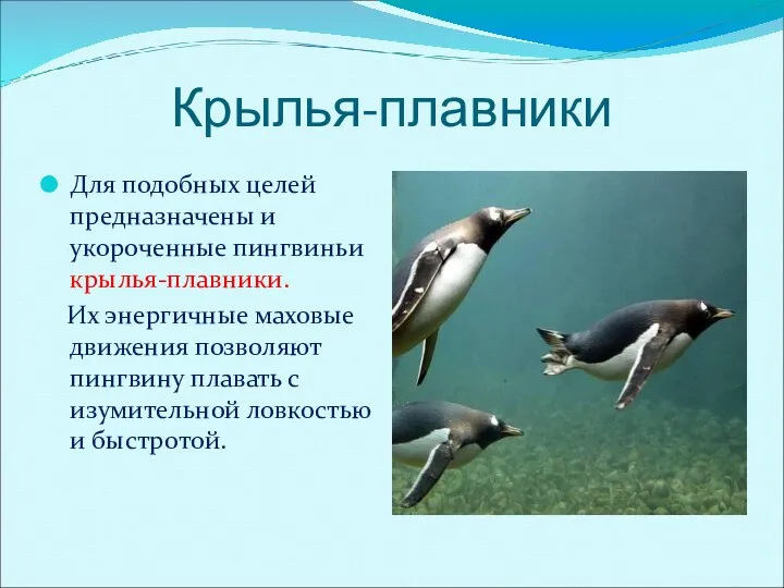 Крылья-плавники Для подобных целей предназначены и укороченные пингвиньи крылья-плавники. Их энергичные